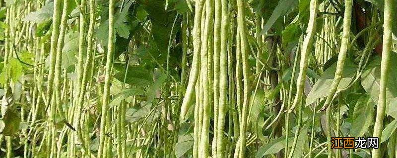 豆角细菌性角斑病的特效药 豆角红斑病特效药