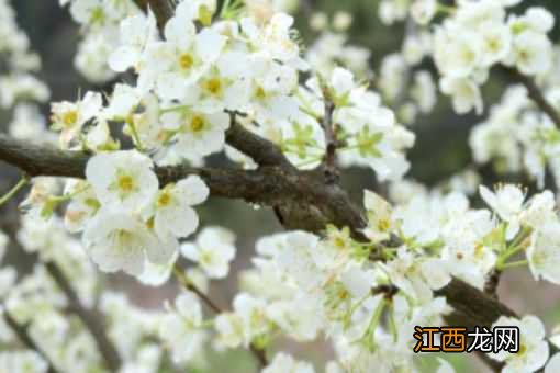 苹果花与梨花的区别 苹果花和梨花的区别