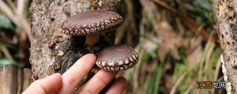 香菇传统木头种植 香菇传统木头种植要刷什么东西