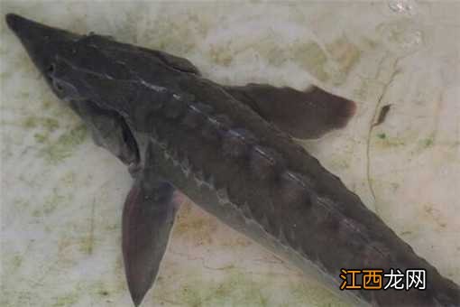 人工鲟鱼多少钱一斤最新 人工鲟鱼多少钱一斤