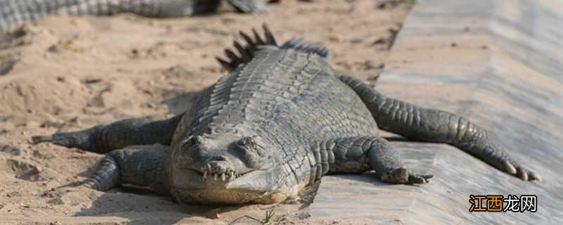 鳄鱼是怎么过冬的 鳄鱼怎么过冬天