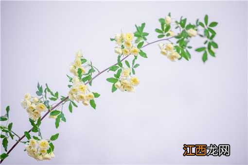 木香花怎么繁殖后代 木香花怎么繁殖