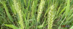 小麦和水稻的花属于 小麦和水稻的花属于不完全花
