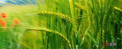 小麦一片片变黄是什么原因 现在小麦成片发黄是什么原因