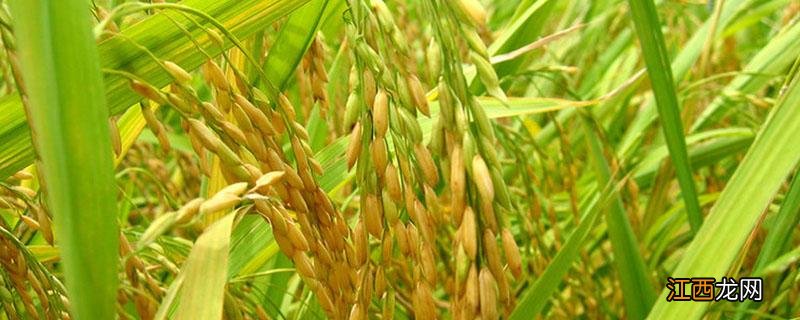 东南亚重要的稻米出口国 东南亚重要的稻米出口国是哪三个