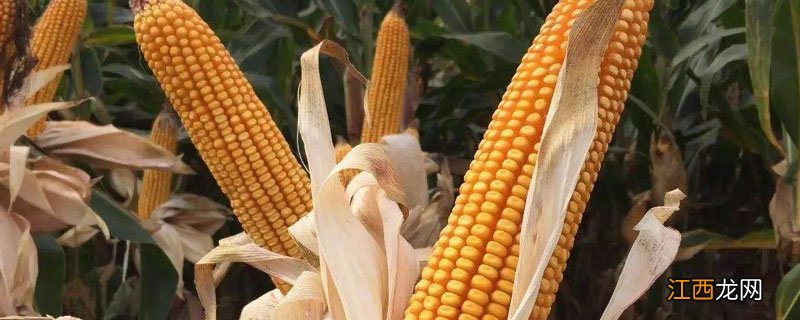 玉米种子浸泡后多久出芽 玉米种子浸泡多长时间发芽率高