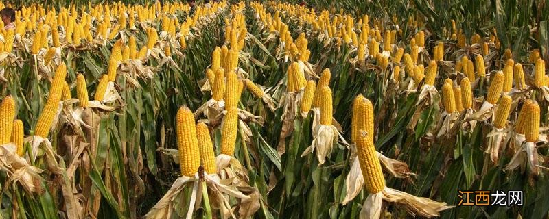 高产抗旱玉米新品种 抗旱玉米种子高产品种