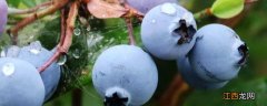 蓝莓硫酸亚铁怎么用 硫酸亚铁在蓝莓中的使用方法
