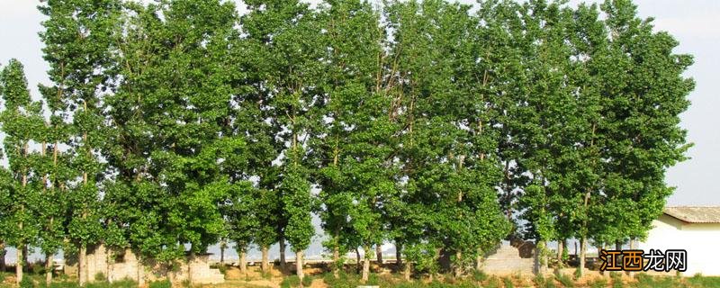 甘草磷能杀死大树吗 甘草磷能把树打死吗