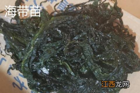 海带苗和海带有区别吗 海带苗和海带一样吗