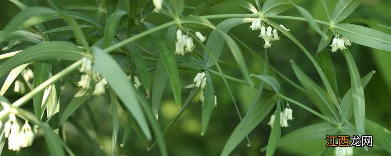 黄精的栽培技术和产量 黄精如何种植产量高