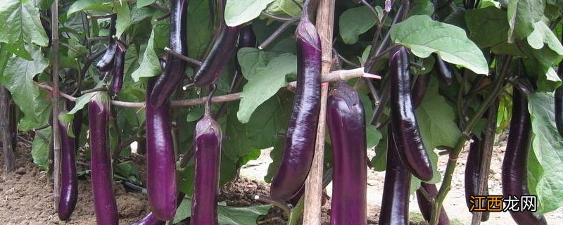 茄子叶变黄是怎么回事? 茄子叶片失绿变黄什么原因