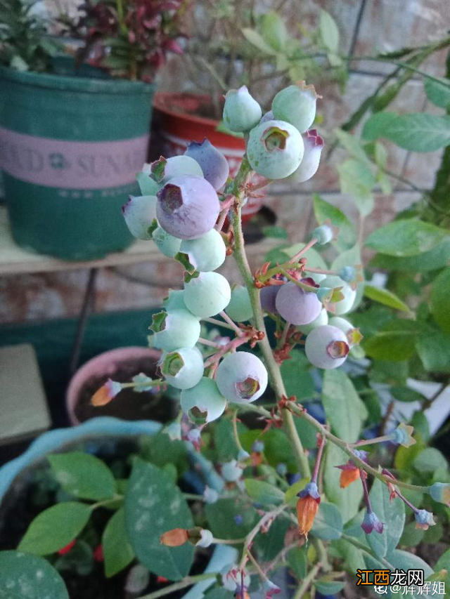 蓝莓季节好词好句摘抄 蓝莓季节