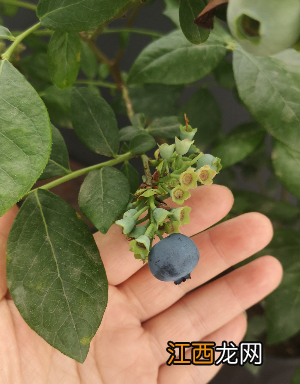 蓝莓季节好词好句摘抄 蓝莓季节