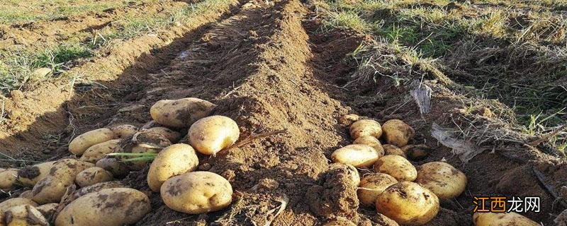 土豆的种植步骤图解 种植土豆的方法步骤