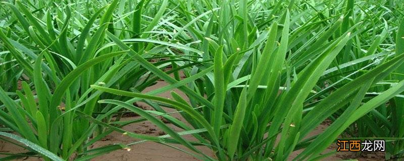 韭菜病害的症状及防治 韭菜常见病虫害防治