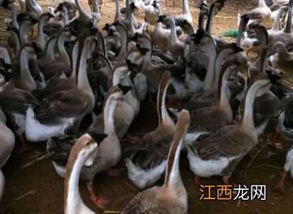 广东狮头鹅苗价格是多少钱一只 狮头鹅苗一般多少钱一只