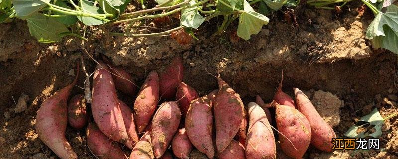 短蔓高产红薯品种徐薯32 短蔓高产红薯品种