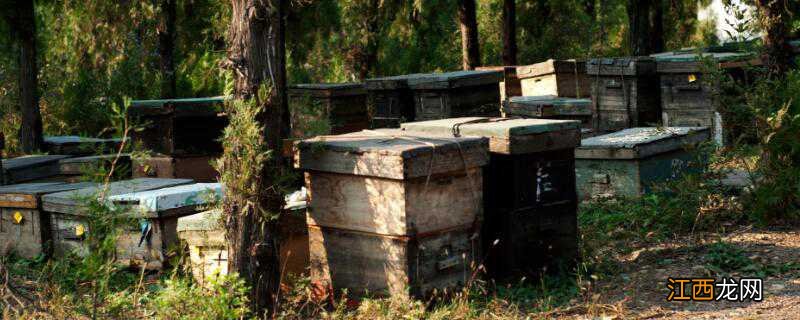 蜂箱里长虫怎么办 蜂箱生虫怎么办