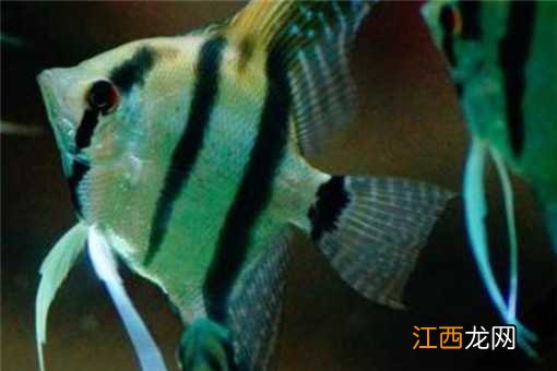 燕子鱼怎么繁殖的 燕子鱼怎么繁殖