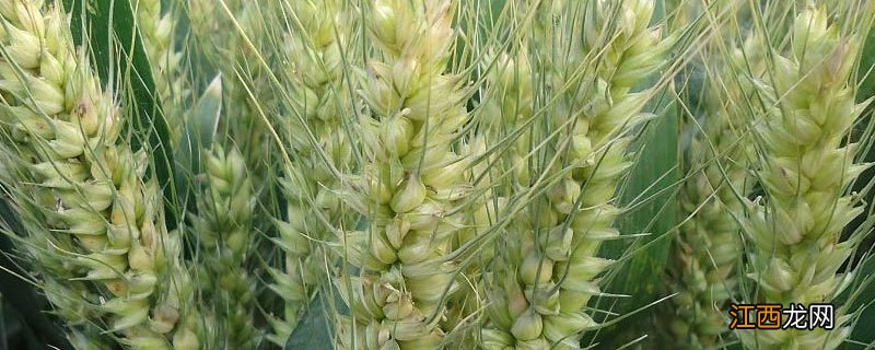 小麦品种中麦29 小麦种子克春9下种量