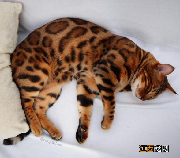 长毛像老虎的猫 像老虎的猫