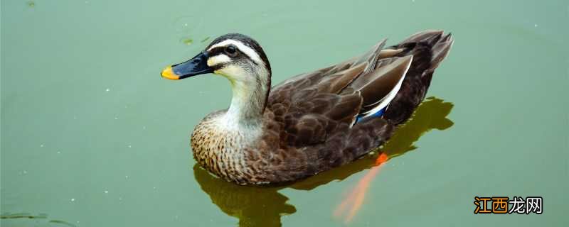 鸭子什么时候下蛋 饥荒鸭子什么时候下蛋