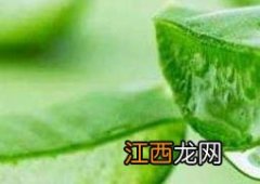 新鲜芦荟涂脸正确方法 新鲜芦荟涂脸正确方法什么东西能去除黑色素沉淀