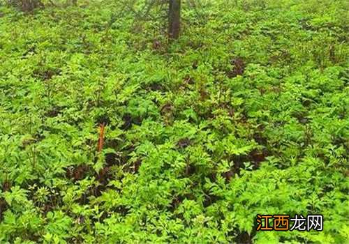 黄连种植技术 黄连种植技术和产量