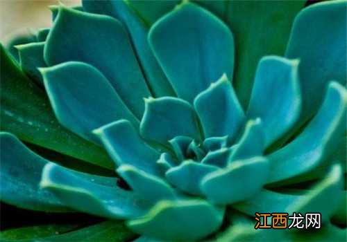 厚脸皮的养殖方法和注意事项 厚脸皮冬季的养殖方法