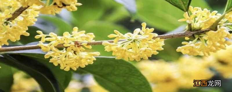 杭州桂花季节开花的时间 杭州桂花几月开