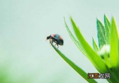 七星瓢虫有哪些特点 七星瓢虫有哪些特点和弱点