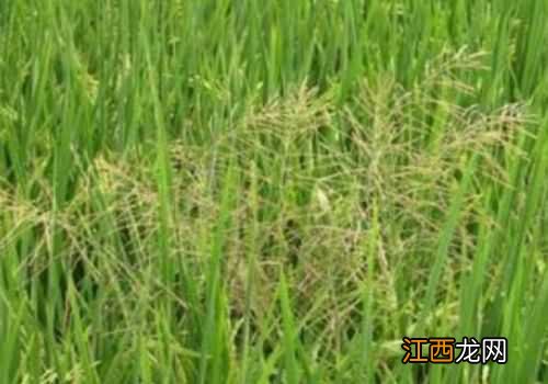 大龄千金子除草剂 千金用什么除草剂