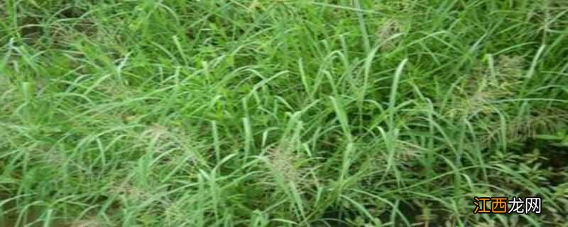 大龄千金子除草剂 千金用什么除草剂