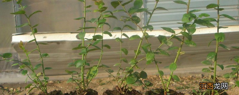 真假蓝莓苗枝干对比 真假蓝莓苗对比