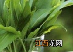 橄榄油如何护肤使用 橄榄油如何护肤