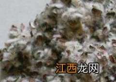 棉籽壳是什么植物 棉籽壳是什么