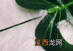 迷迭香纯露的功效与作用使用 迷迭香纯露的功效与作用