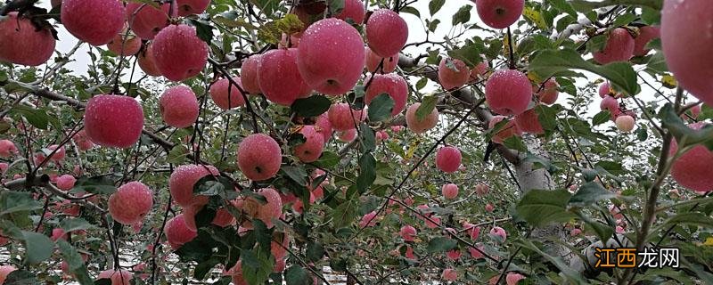 果树不结果什么原因 果树不结果的原因