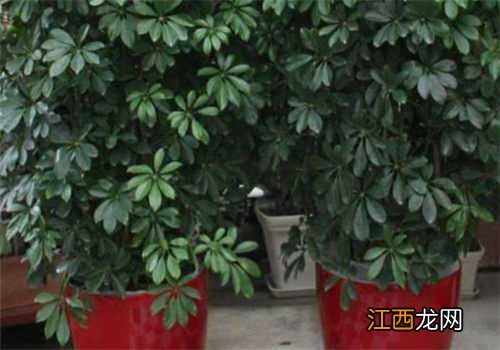 八方进财树怎么养活 八方进财树怎么养