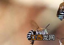 被蜂蜇了怎么办课件 被蜂蜇了怎么办