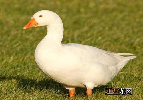 自制鹅饲料配方加草 自制鹅饲料配方