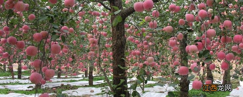 果树能嫁接月季花吗 苹果树可以嫁接月季花吗