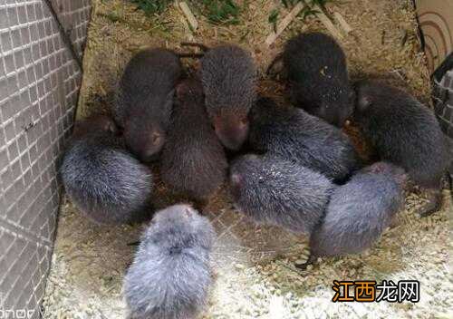 猪圈不养猪能养点啥 猪圈不养猪能养点啥东西