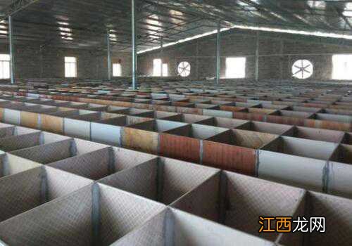 猪圈不养猪能养点啥 猪圈不养猪能养点啥东西