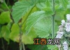 荆芥花蜂蜜的功效和作用 荆芥蜂蜜的功效与作用