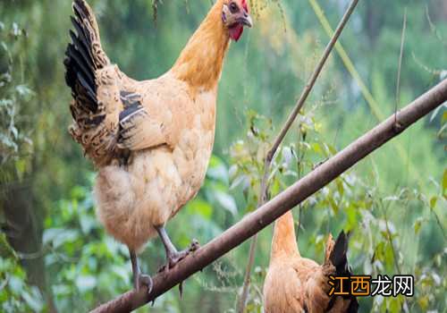 自制饲料怎么弄成颗粒的 自制饲料怎么弄成颗粒