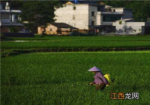 冲施肥怎样冲效果好 冲施肥的作用