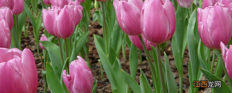 花卉怎样才能绿油油 怎么样能使花的叶子绿油油的