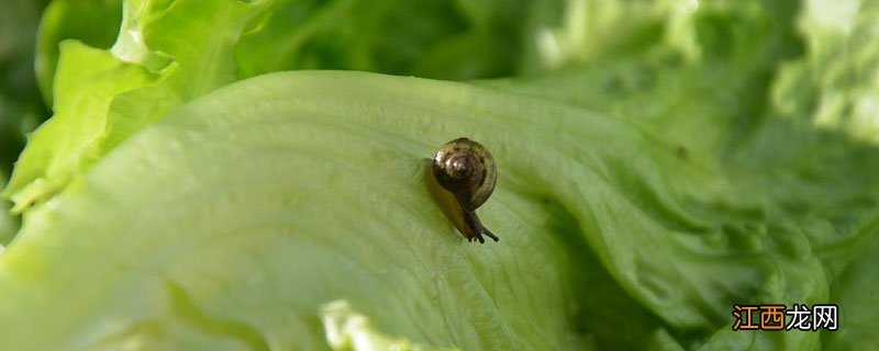 农作物叶子上长了蜗牛怎么办 植物有蜗牛怎么办